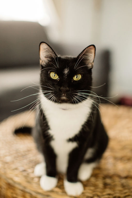 cats - Nana Image 11
