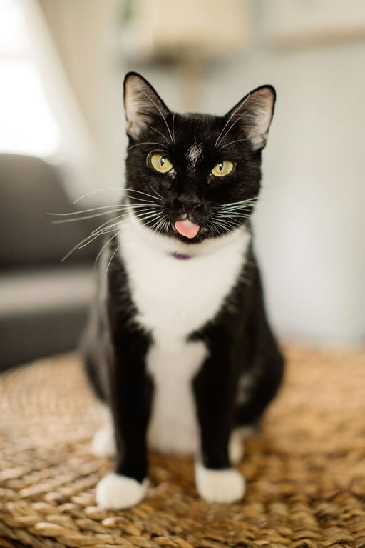 cats - Nana Image 15
