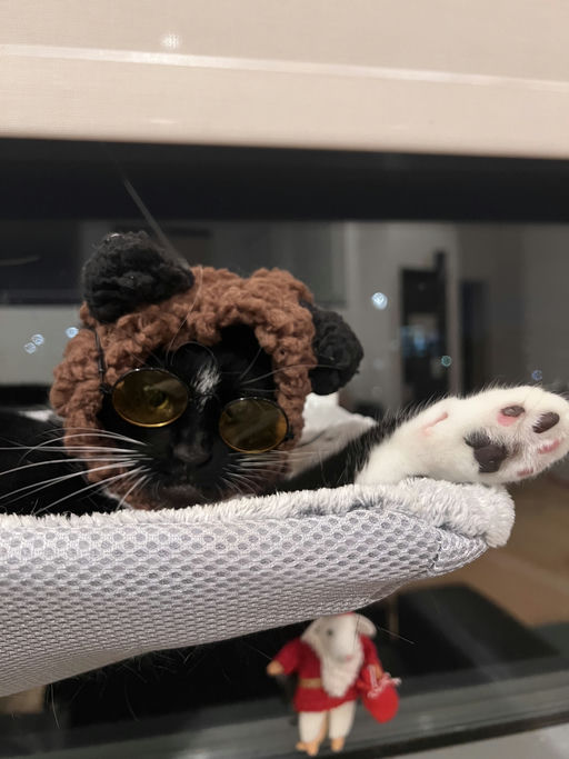 cats - Nana Image 5