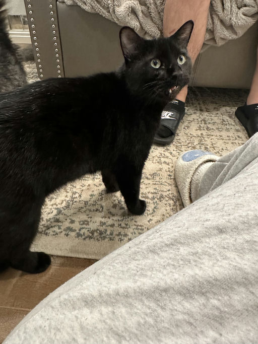 Mowgli - Mowgli