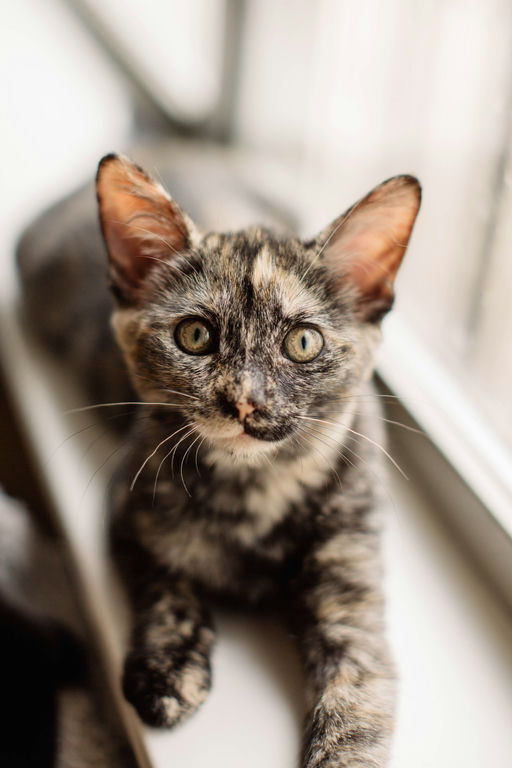 Dobby - Dobby