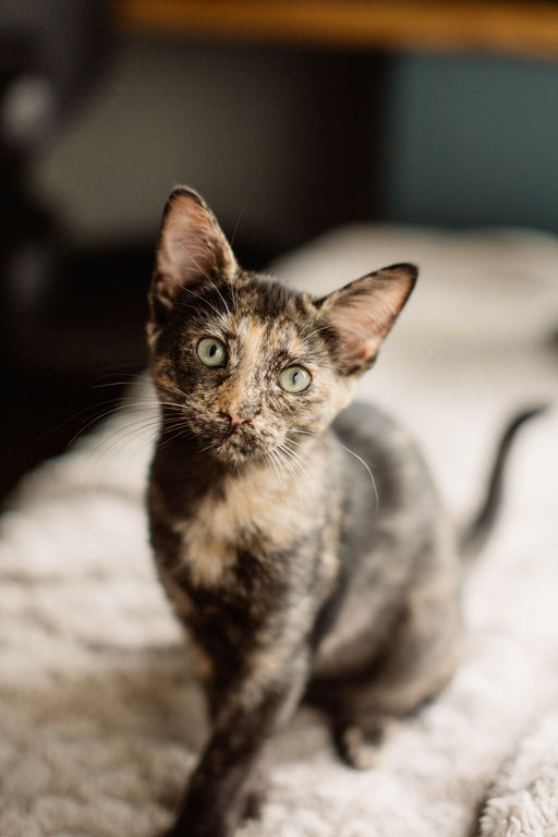 Bellatrix - Bellatrix