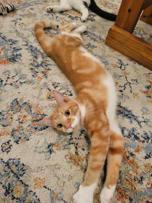 Coco - Coco