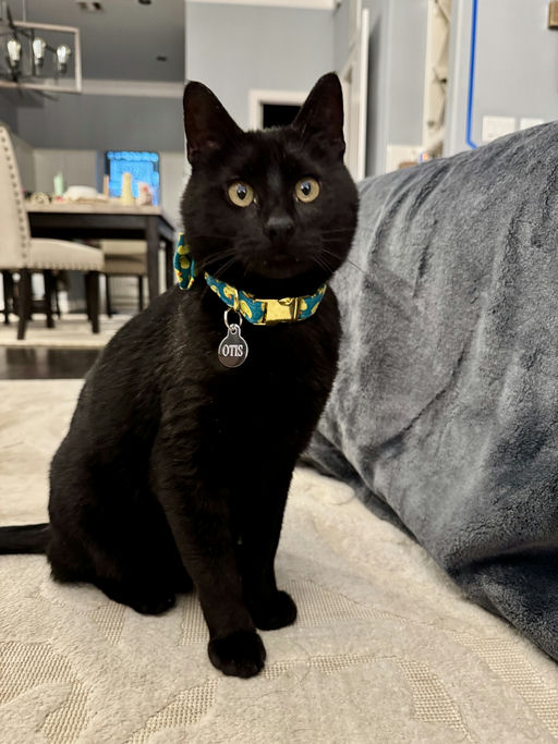 Otis - Otis