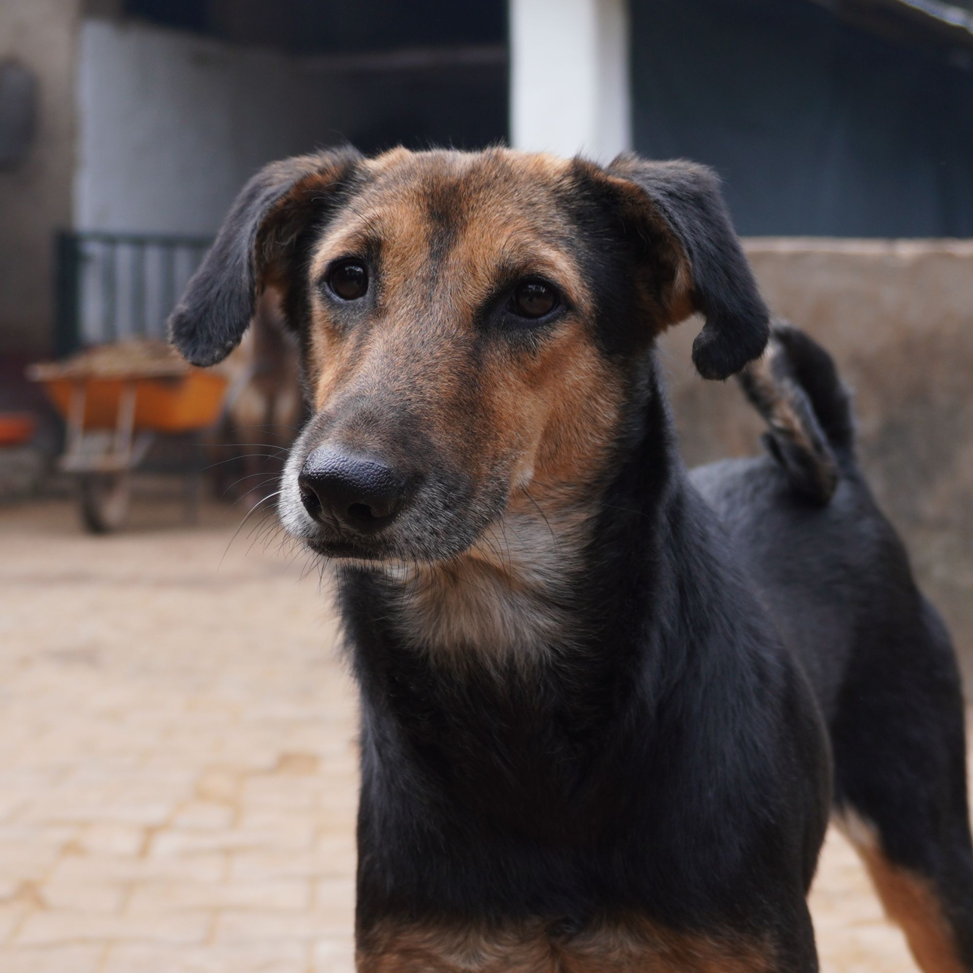 Maala (Resident)