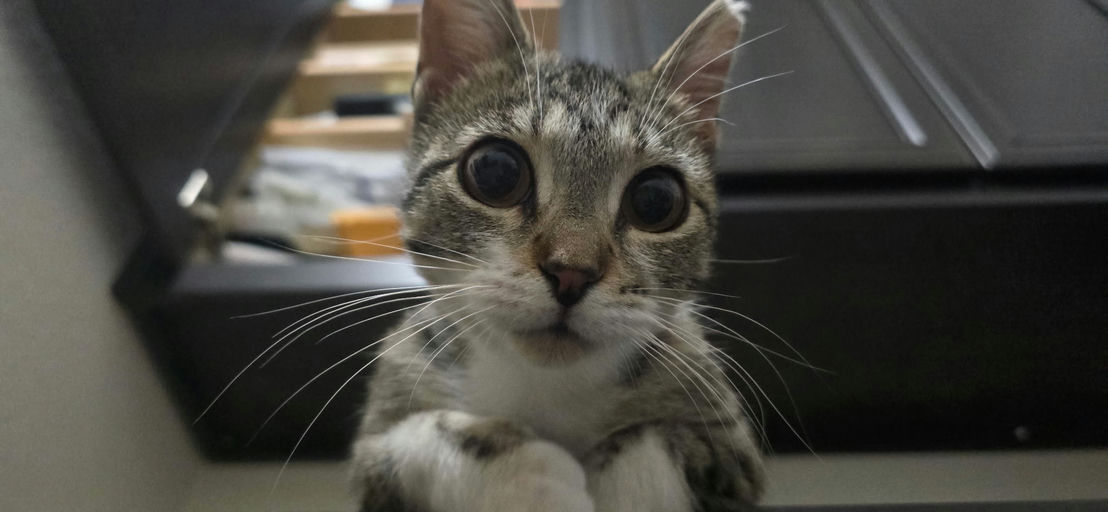 cats - Squirt Image 3