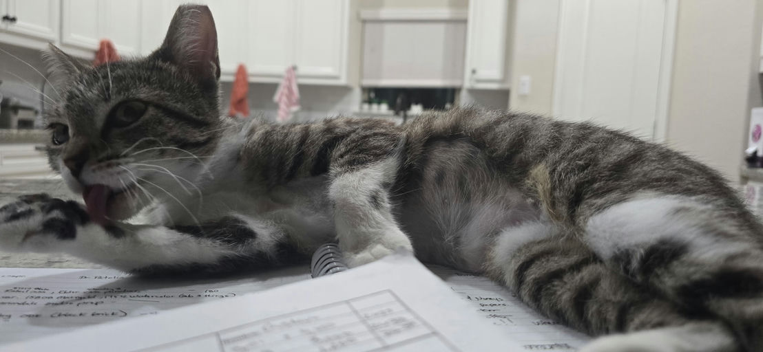 cats - Squirt Image 1