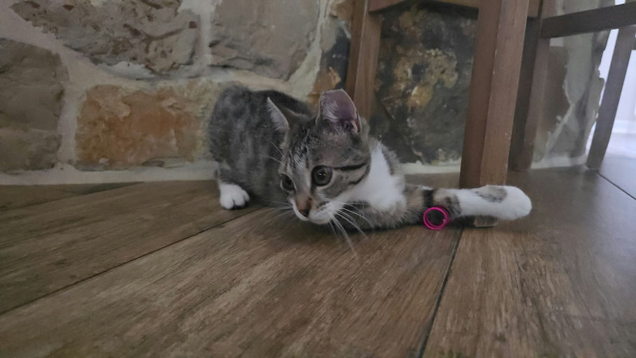 cats - Squirt Image 2