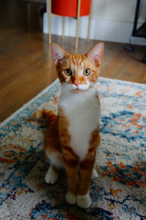 cats - Coco Image 1