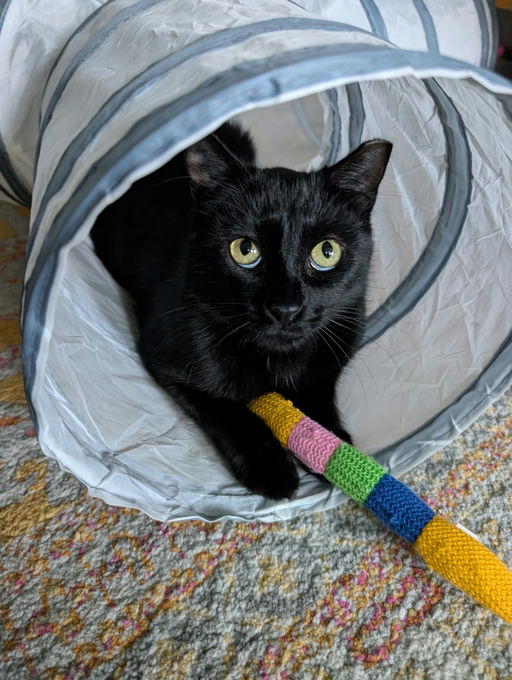 cats - Comet Image 18