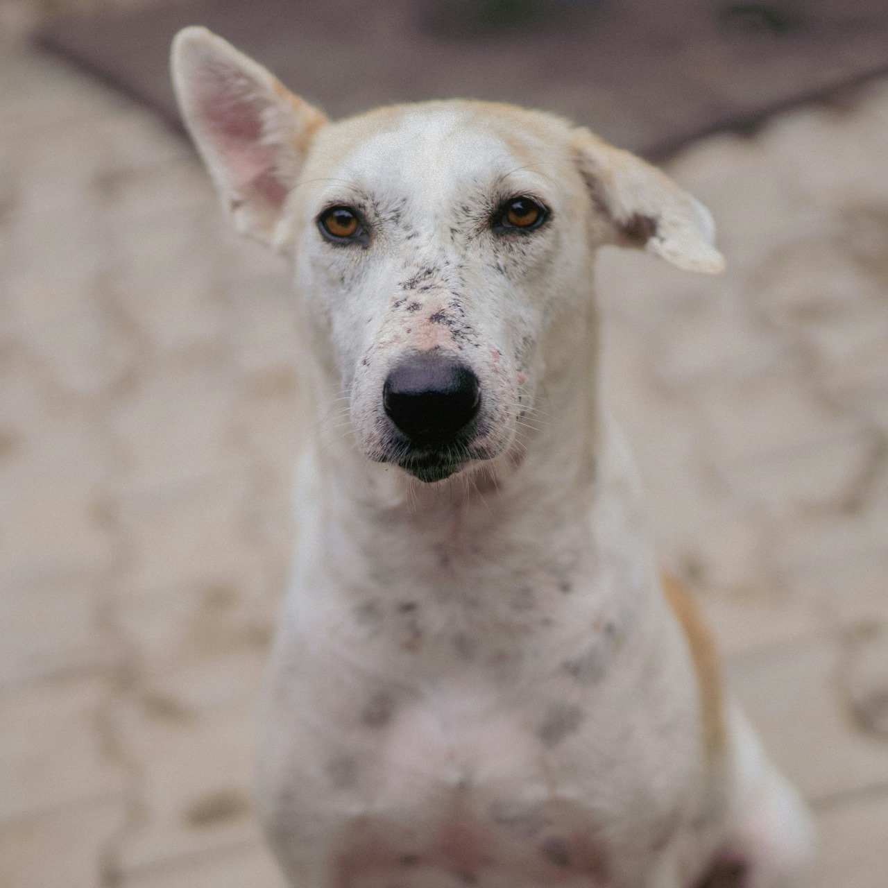 Hansi (Resident)