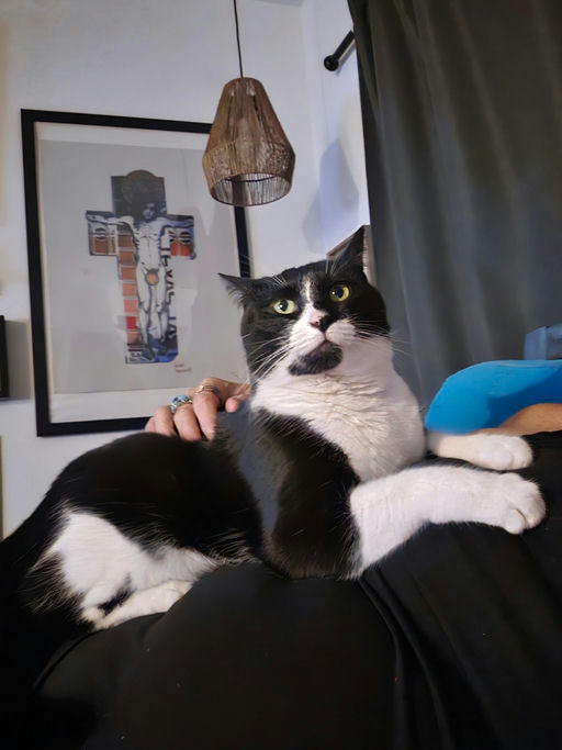 cats - Thackery Binx Image 3