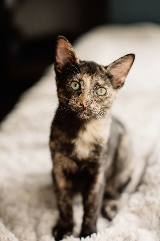 cats - Bellatrix Image 7
