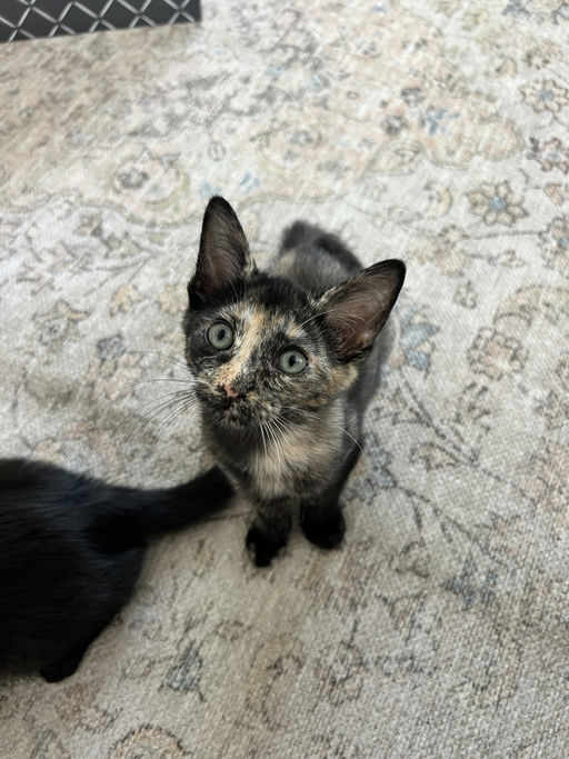 cats - Bellatrix Image 1