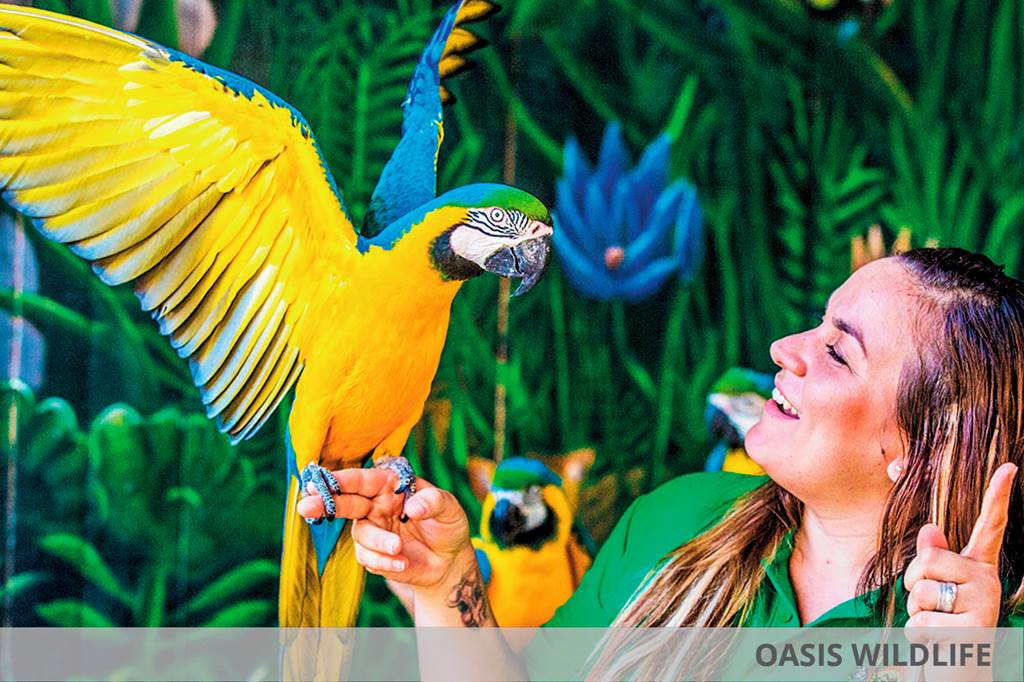 FUE_80608_Iberostar_Playa_Gaviotas_Park_&_Oasis_Parkk_0619_02.jpg