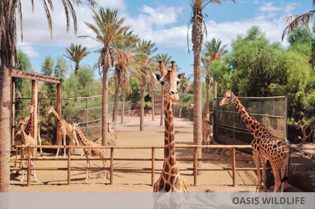 FUE_80608_Iberostar_Playa_Gaviotas_Park_&_Oasis_Wildlife_0324_01.jpg