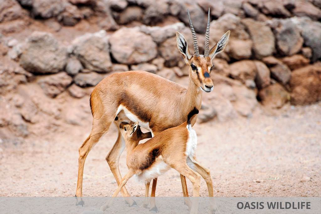 FUE_82403_Club_Hotel_Drago_Park_&_Oasis_Wildlife_0225_19.jpg