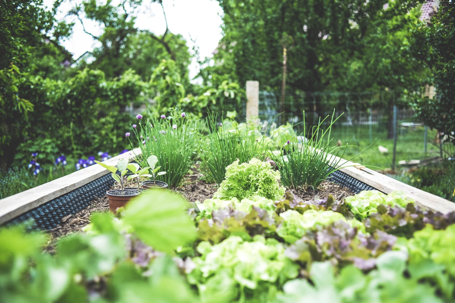 vegetable garden