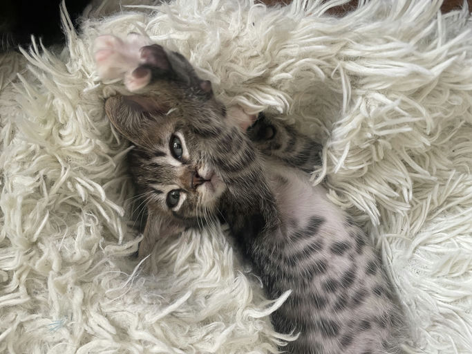 Taquito - Taquito
