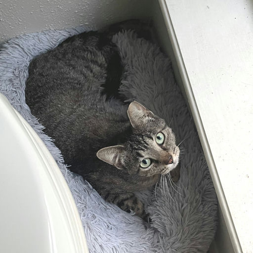 Biscuit - Biscuit