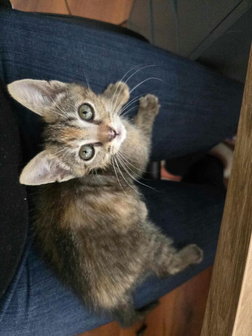 Kiwi - Kiwi