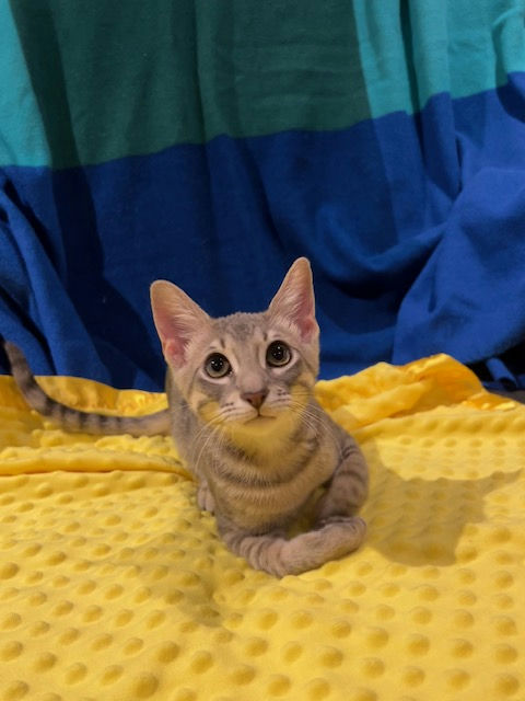 Niblet - Niblet