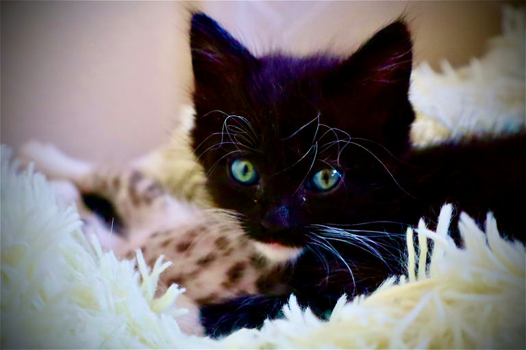 Scruffles - Scruffles
