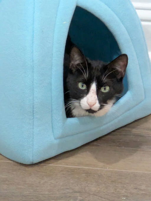 Mr. Kitty - Mr. Kitty
