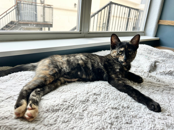 Zuri - Zuri