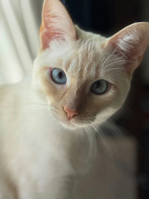 Nilla - Nilla
