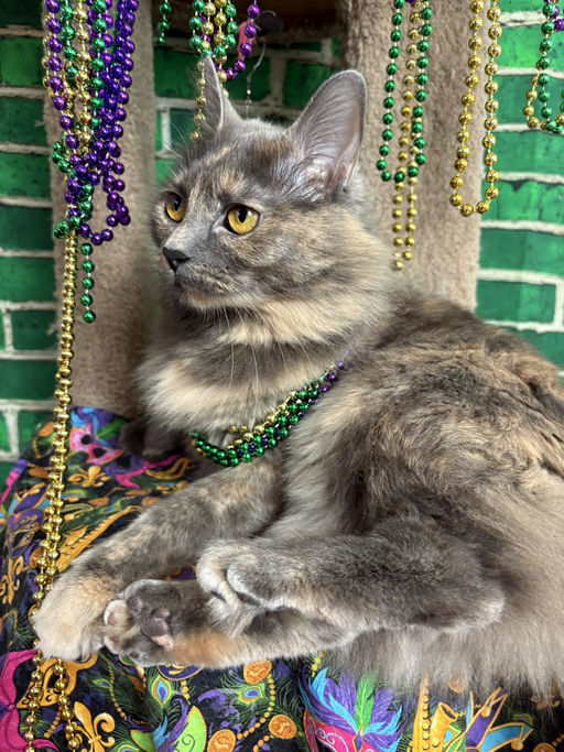 cats - Lavender Image 2