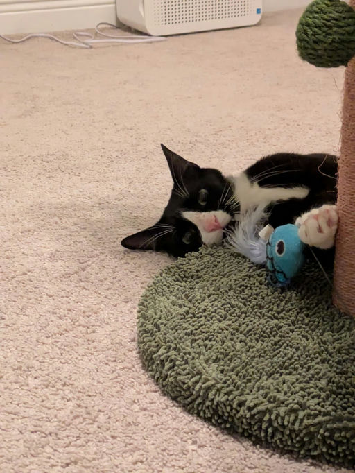 cats - Mr. Kitty Image 2