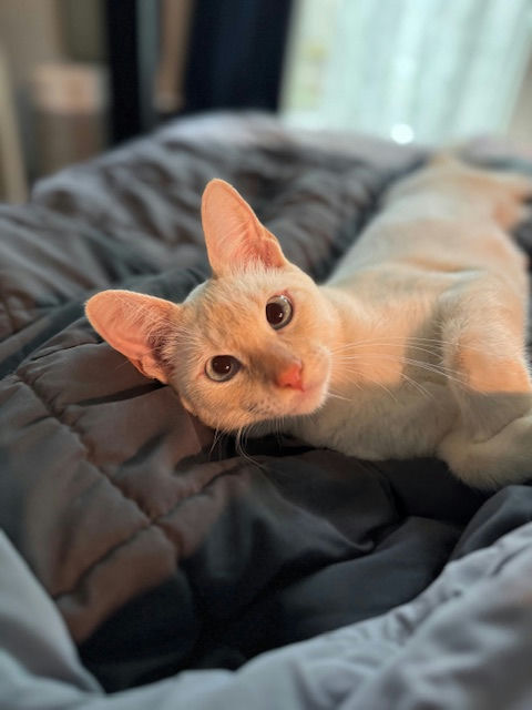 cats - Nilla Image 0