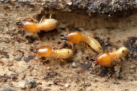 evidence of termites
