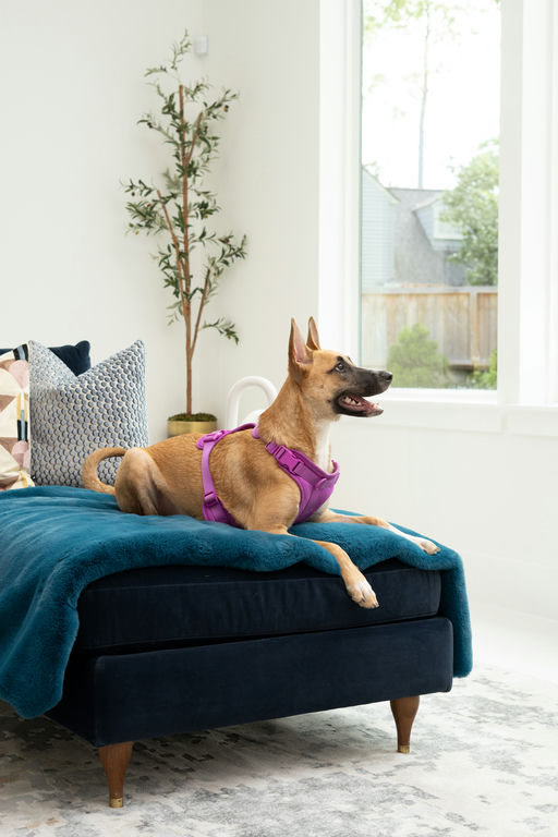dogs - Miel Image 5
