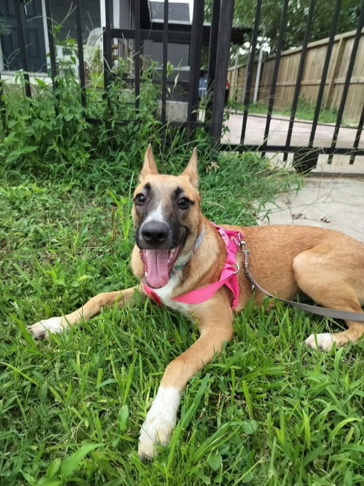 dogs - Miel Image 4