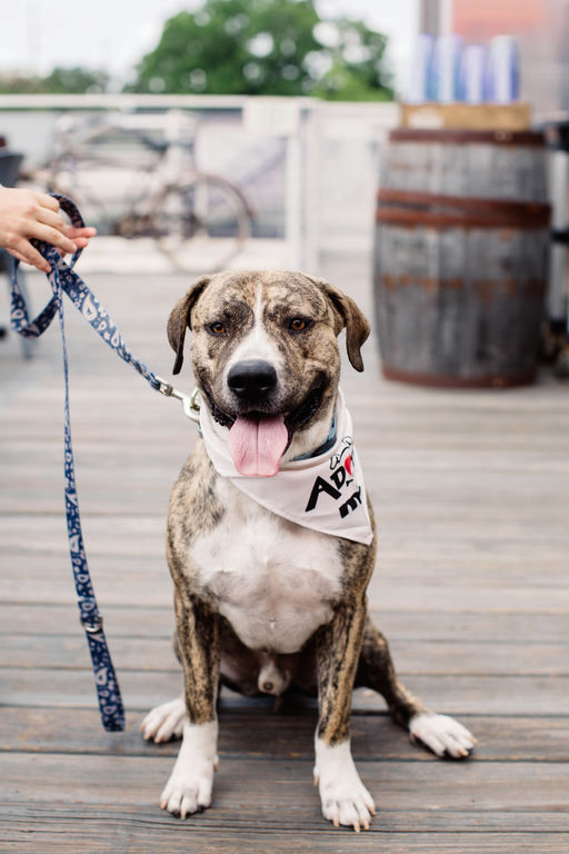 dogs - Canon Image 8