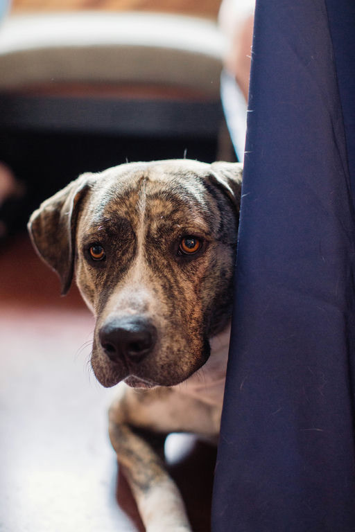 dogs - Canon Image 7