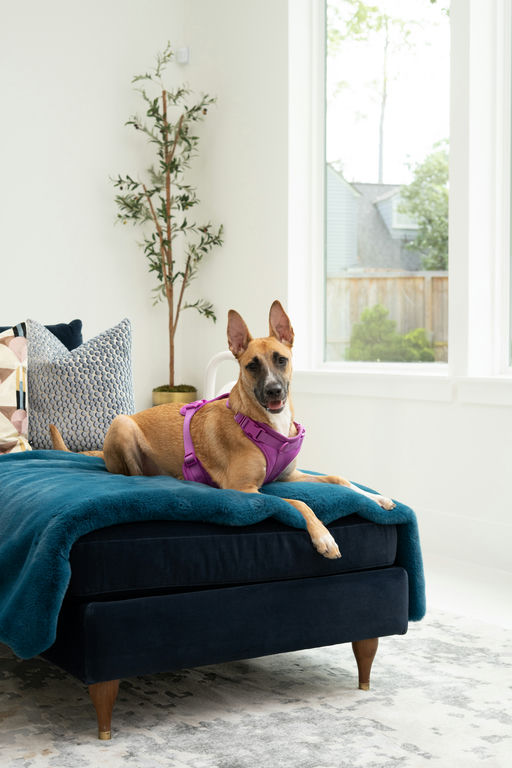dogs - Miel Image 3