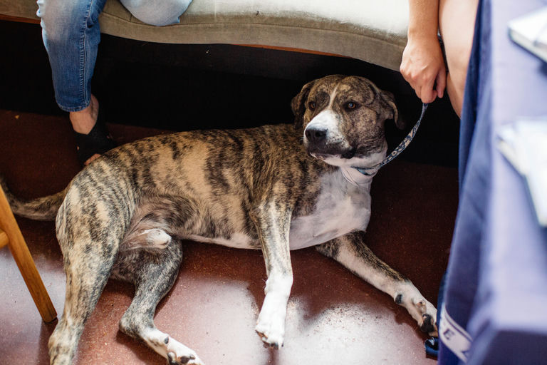 dogs - Canon Image 6