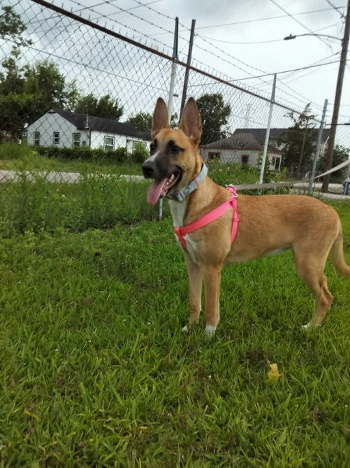 dogs - Miel Image 2