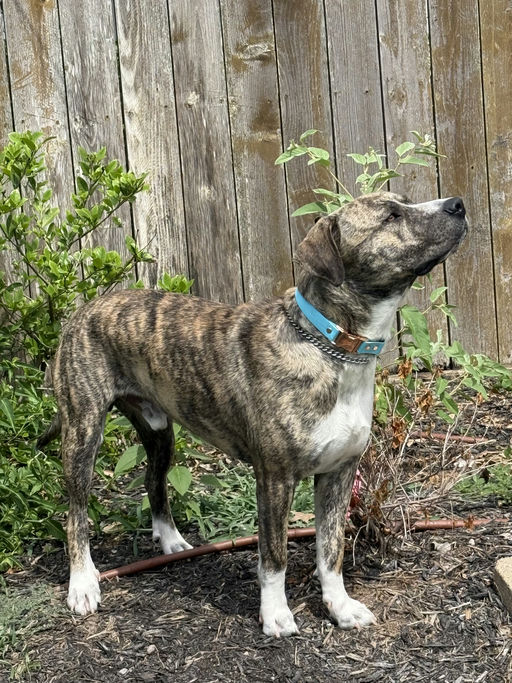 dogs - Canon Image 3