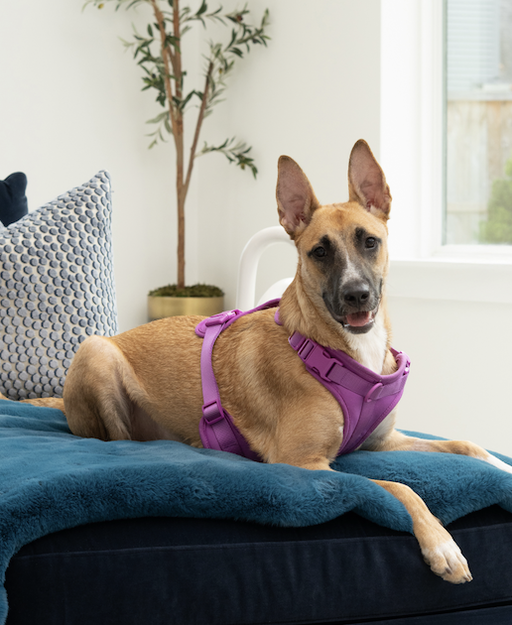 dogs - Miel Image 7