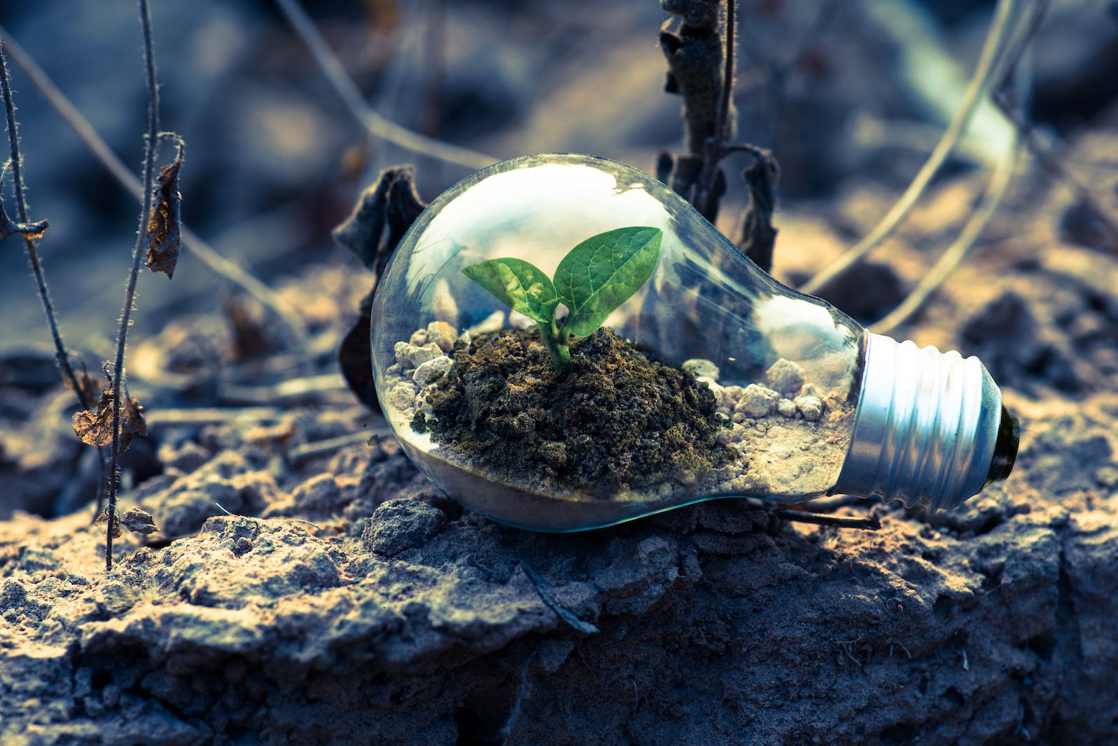 From Startup to Success: Navigating the Business Growth Journey
