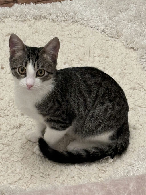 cats - Stan Image 1