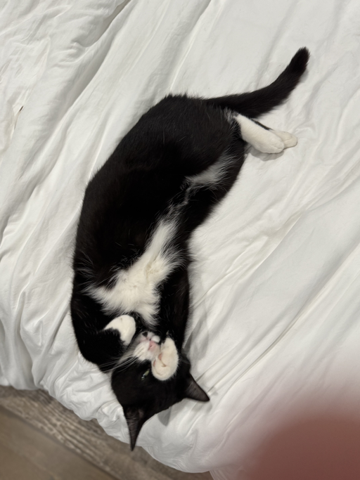 cats - Binx Image 3