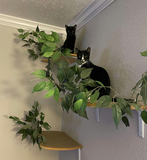 cats - Maia Image 2