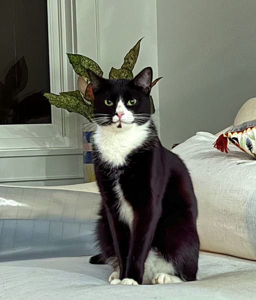 cats - Binx Image 2