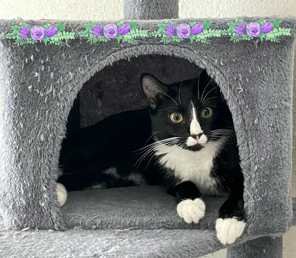 cats - Maia Image 6