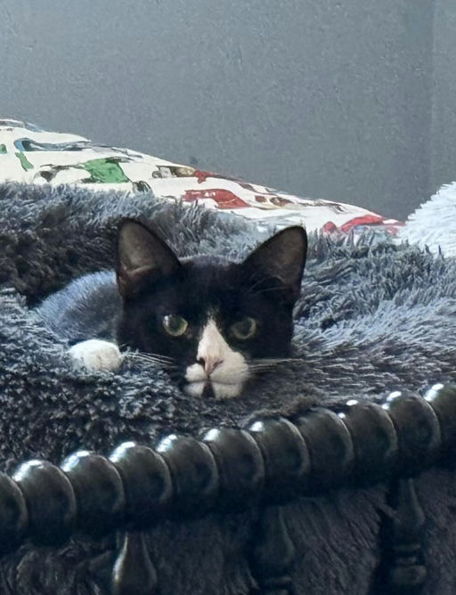 cats - Binx Image 0